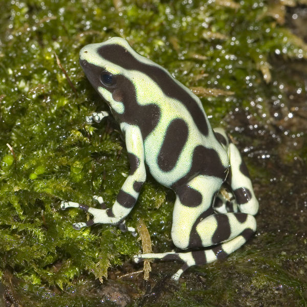 Fichier:Dendrobates aureus.jpg