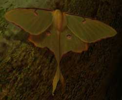 Fichier:Edanna papillon.jpg