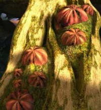 Fichier:Barnacle moss.jpg