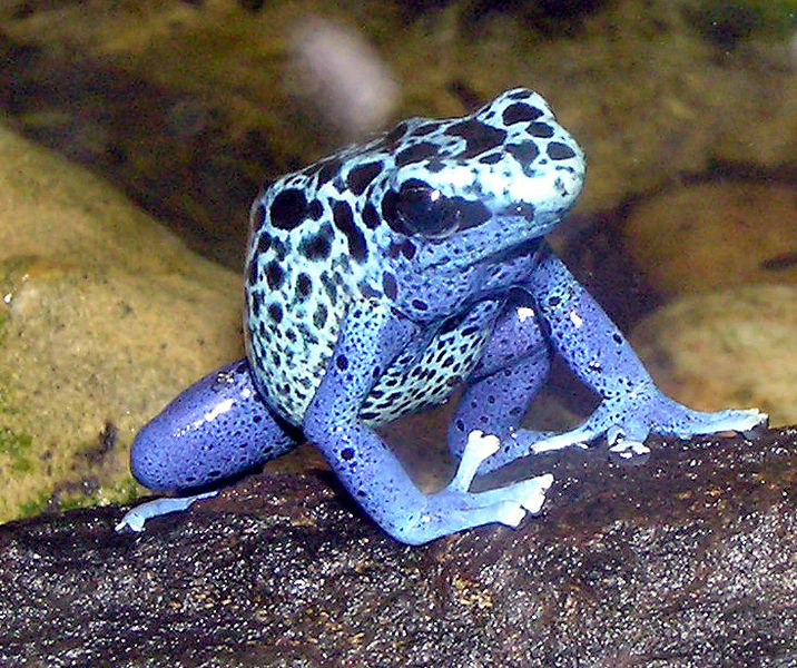 Fichier:Dendrobates azureus.jpg