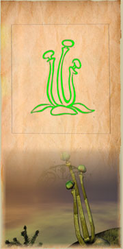 Fichier:Mushroom plant a.jpg