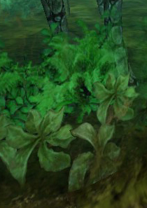Fichier:Fougeres et plante grimpante de negilahn.jpg